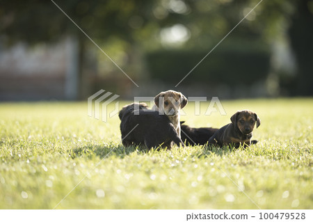 Little dog on the grass Little dog on the grass 100479528