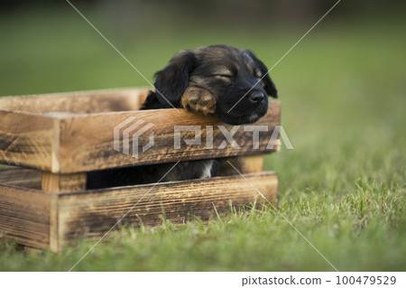 Cute little dog in a wooden crate on the grass 100479529