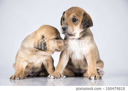 A beautiful little dog on a white background A beautiful little dog on a white background 100479818