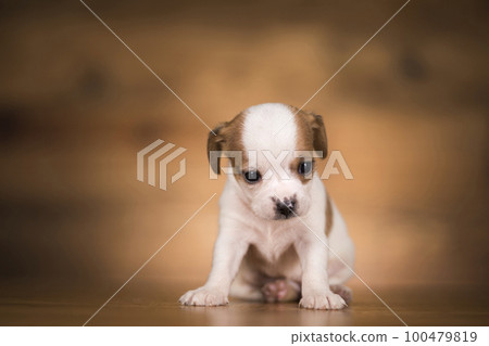 Small dog on a wooden background 100479819