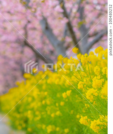 [神奈川縣]三浦的河津櫻花和油菜花，春天的景色，二月*自然風光 100480252