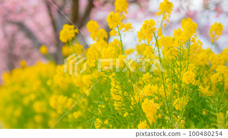 [神奈川縣]三浦的河津櫻花和油菜花，春天的景色，二月*自然風光 100480254