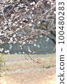 梅花 100480283