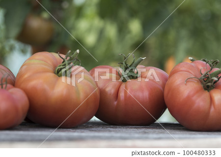 Red Tomatoes in a Greenhouse, organic food 100480333