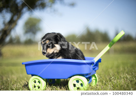 Beautiful little puppies in a toy wagon on the grass Beautiful little puppies in a toy wagon on the grass 100480340