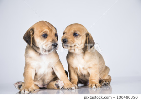 Two dogs, Pet, animals concept Two dogs, Pet, animals concept 100480350