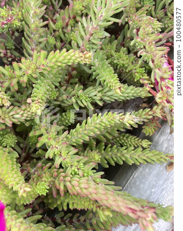 succulents, forest texture top view succulents, forest texture top view 100480577