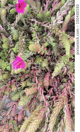 green needles of succulents, forest texture top view 100480580