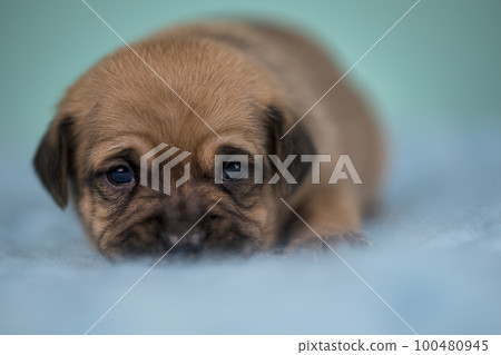 Little dog sleeps on a blanket 100480945