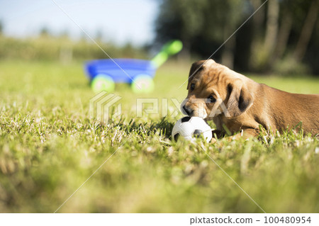 Puppy dog on the grass 100480954