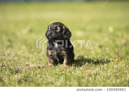 A small dog on the grass background 100480981