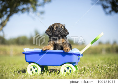 Beautiful little puppies in a toy wagon on the grass Beautiful little puppies in a toy wagon on the grass 100481011