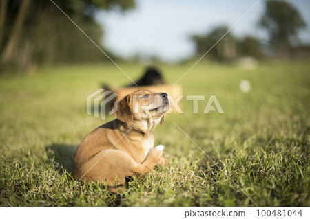 Puppy dog on the grass 100481044