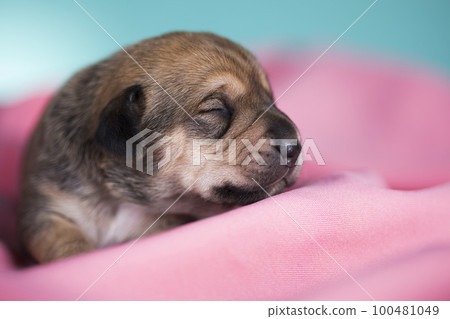 A beautiful little dog sleeps on a pink blanket 100481049
