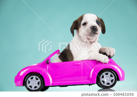 Puppy in a pink car 100481050