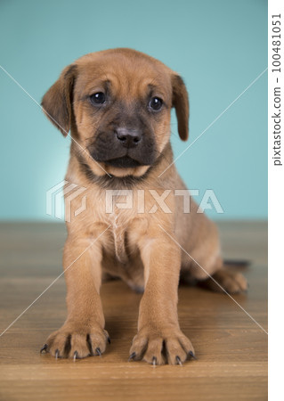 Cute puppy dog, animals concept 100481051