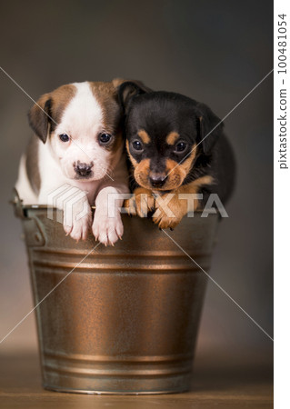 Puppies in a metal bucket 100481054