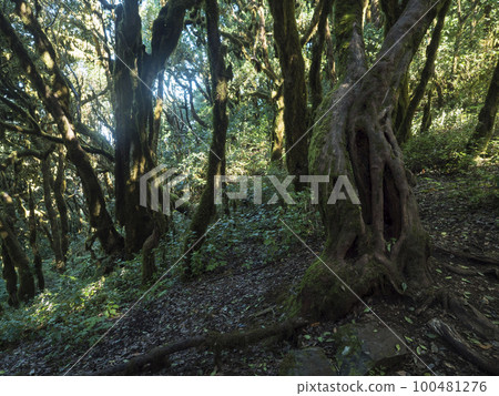 Lush evergreen cloud laurisilva forest with mossy trees at the Garajonay National Park, La Gomera, Canary Islands, Spain. Mysterious fairytale magical nature scenery. UNESCO World Heritage Site. 100481276