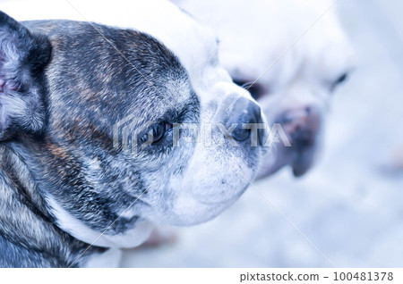 dog or French bulldog or old dog 100481378