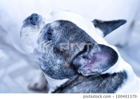 dog or French bulldog or old dog 100481379
