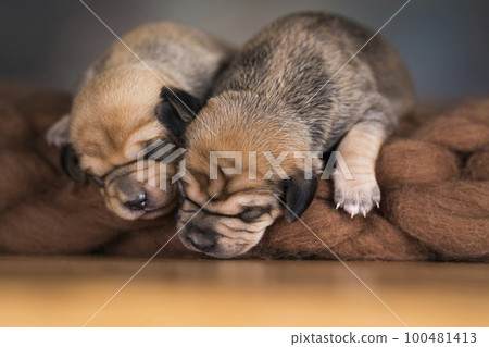 A beautiful little dog sleeps on a blanket A beautiful little dog sleeps on a blanket 100481413