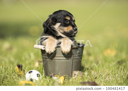 A small dog in a metal bucket A small dog in a metal bucket 100481417