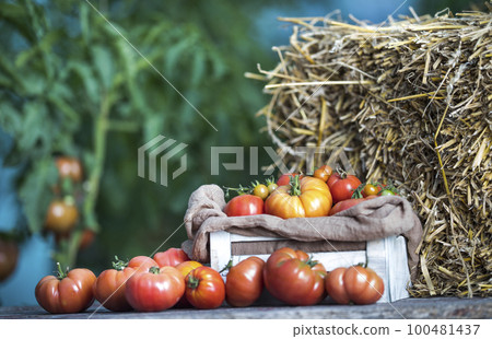 Vegetables, Tomatoes, on desk in garden Vegetables, Tomatoes, on desk in garden 100481437