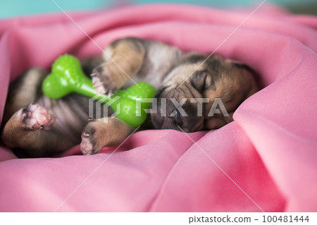 Dog sleeps with a rubber bone on a pink blanket Dog sleeps with a rubber bone on a pink blanket 100481444