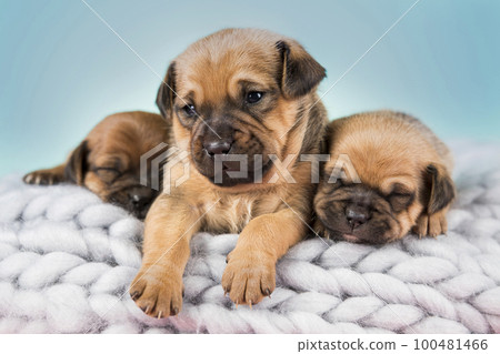 Pet, dog puppy, sleeps on a blanket Pet, dog puppy, sleeps on a blanket 100481466