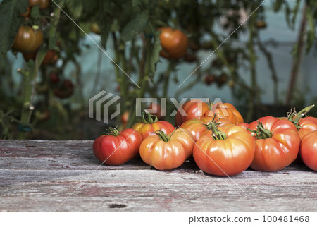 Red Tomatoes in a Greenhouse, organic food Red Tomatoes in a Greenhouse, organic food 100481468