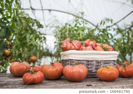 Vegetables, Tomatoes, on desk in garden Vegetables, Tomatoes, on desk in garden 100481790