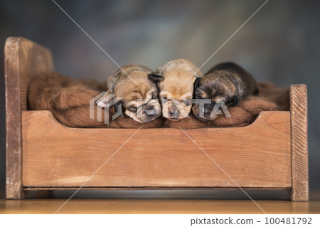 Little puppies sleeping in bed 100481792
