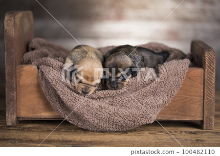 Little puppy breed is sleeping 100482110
