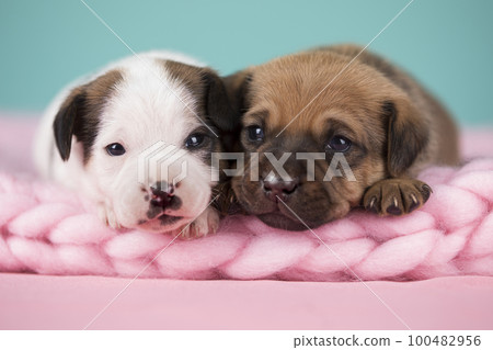 Dogs on a sleeps on a blanket 100482956