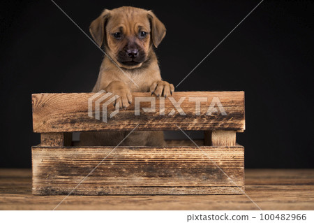 Cute little dog in a wooden crate 100482966