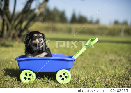 Beautiful little puppies in a toy wagon on the grass Beautiful little puppies in a toy wagon on the grass 100482985