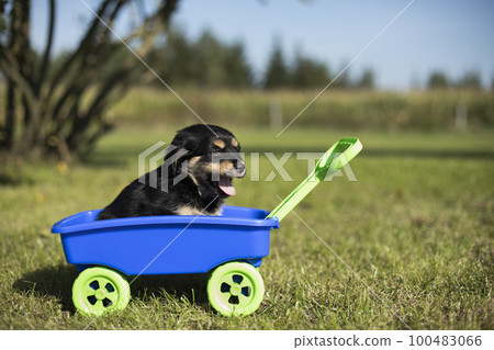 Cute dog in a toy wagon on the grass 100483066