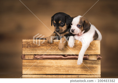 Dog in a wooden crate 100483382