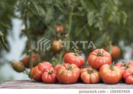 Vegetables, tomatoes on wooden desk 100483409