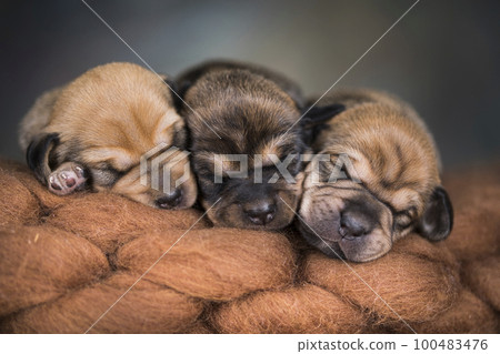 A beautiful little dog sleeps on a blanket 100483476