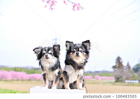 Good friend Chihuahua's spring walk Angyō Kanzakura (Kita Asaba Sakurazutsumi Park, Sakado City, Saitama Prefecture) 100483503
