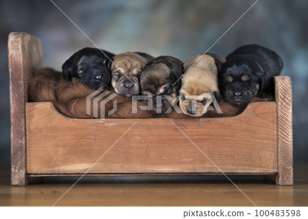 The dogs sleep on a wooden bed The dogs sleep on a wooden bed 100483598