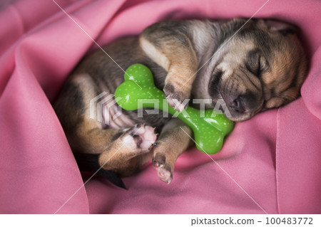 Dog sleeps with a rubber bone on a pink blanket 100483772