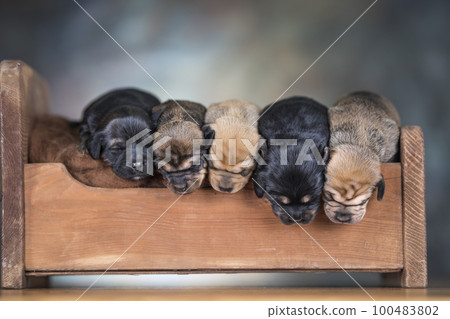 The dogs sleep on a wooden bed The dogs sleep on a wooden bed 100483802