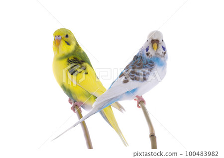 two budgies sitting on a stick is isolated on a white background 100483982