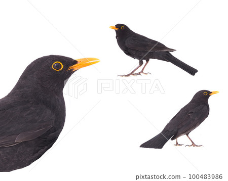 blackbird (Turdus merula) isolated on a white background 100483986