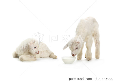 two  goat kid isolated on white background. 100483990