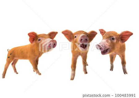 red tree pig on a white background 100483991