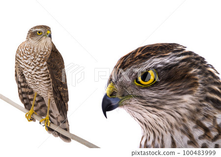 hawk isolated on a white background hawk isolated on a white background 100483999