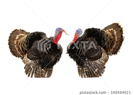 beautiful two male turkey isolated on white background 100484021